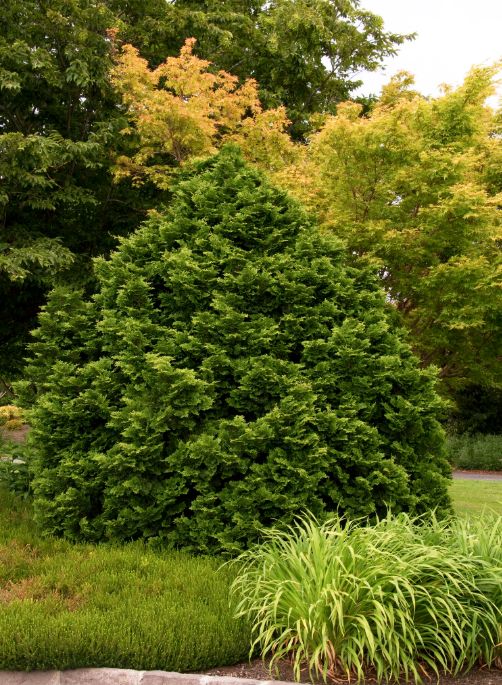 Cypress Tempelhof 2 gal