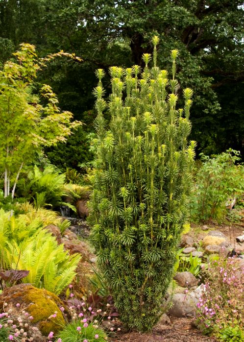 Yew Japanese Plum 1 gal