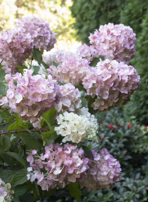 Hydrangea Strawberry Shake 5 gal
