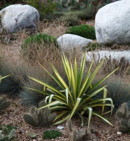 Yucca Color Guard 2 gal