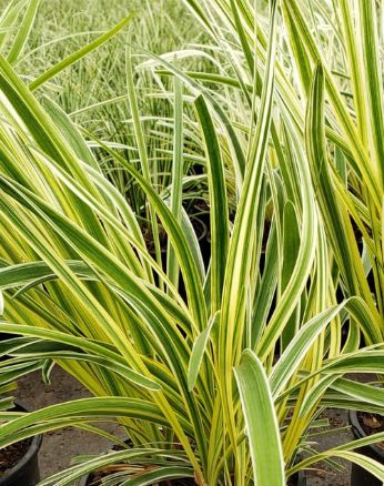 Liriope Silvery Sunproof 1 gal