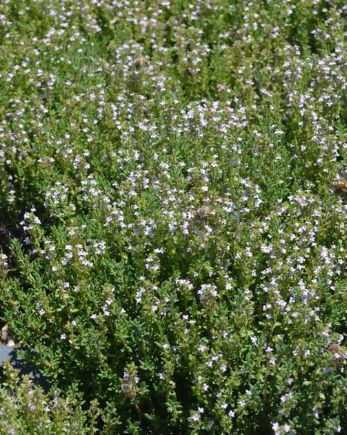 Thyme Compactus 4&quot;