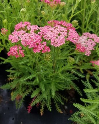 Yarrow Apricot Delight 1 gal