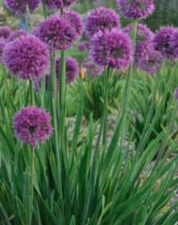 Allium Lavender Bubbles 1 gal