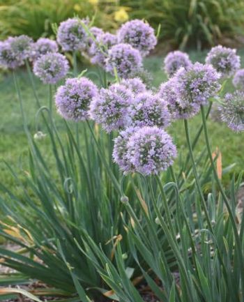 Allium Bubble Bath 1 gal