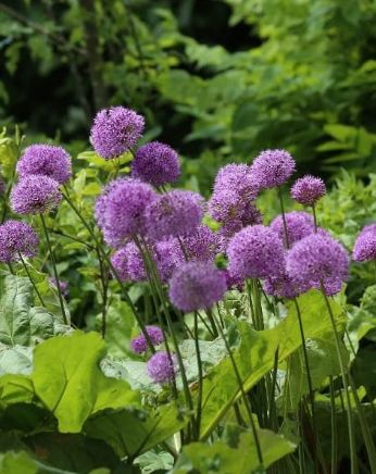 Allium Cobalt Millenium 1 gal