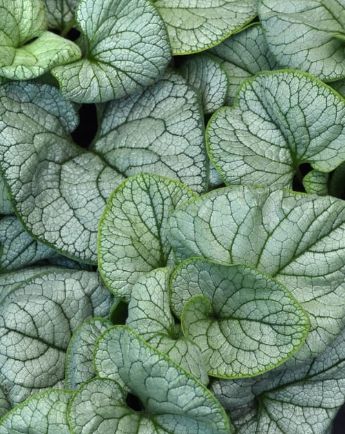 Brunnera Balbrupost 1 gal