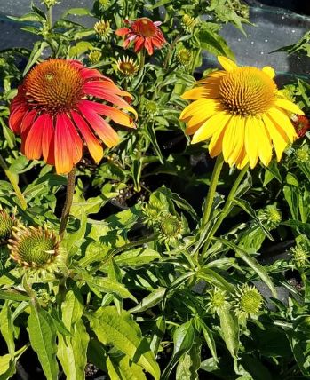 Echinacea Cheyenne Spirit 4&quot;