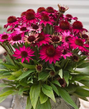 Echinacea Petite Burgundy 1 gal