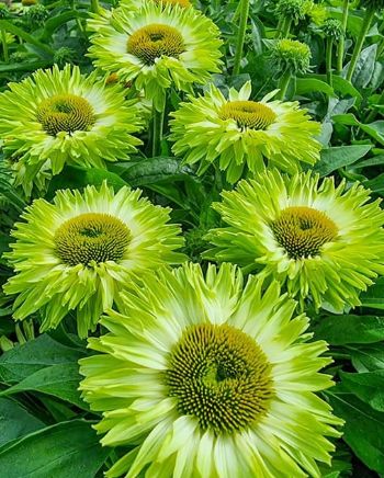 Echinacea Apple Green 1 gal