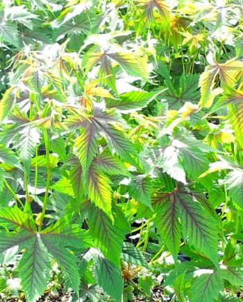 Filipendula Red Umbrellas 1 gal