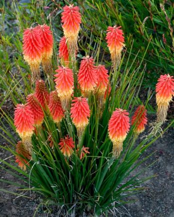 Kniphofia Rocket Jr. 1 gal
