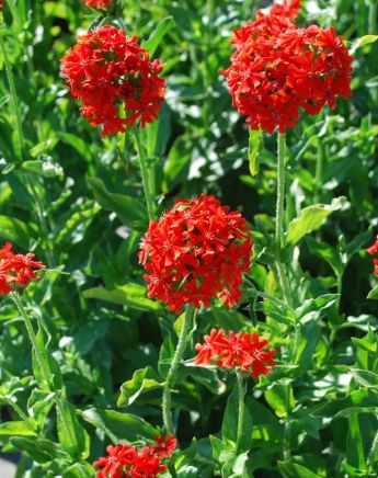Lychnis Maltese Cross 1 gal