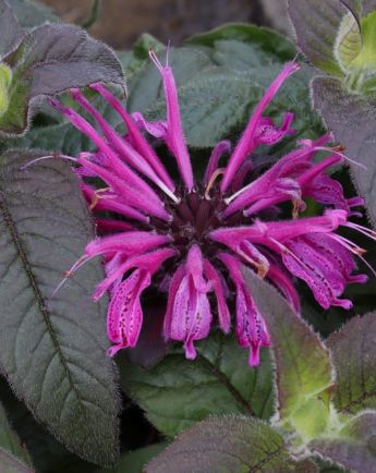 Monarda Plum 1 gal