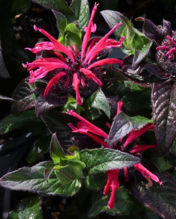 Monarda Razzberry 1 gal