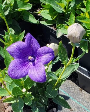 Balloon Flower Blue 4&quot;