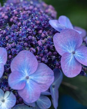 Hydrangea Pop Star 2 gal