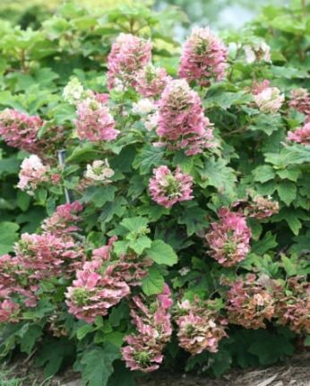 Hydrangea Oak Leaf Ruby Slippers 2 gal