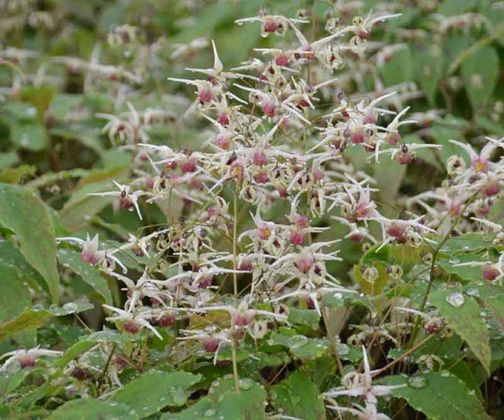 Epimedium Domino 1 gal