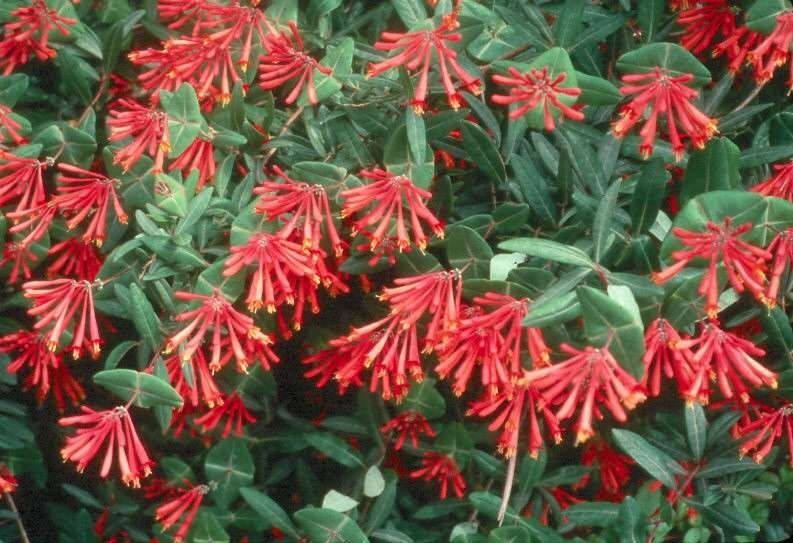Lonicera Major Wheeler 1 gal