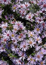 Aster Coombe Fishacre Qt