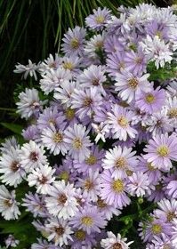 Aster Kickin&#39; Lavender Qt