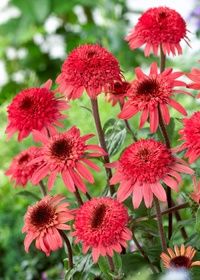 Echinacea Rasp Truffle 1 gal
