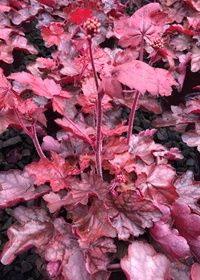 Heuchera Fire Chief Qt