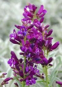 Penstemon Riding Purple Qt