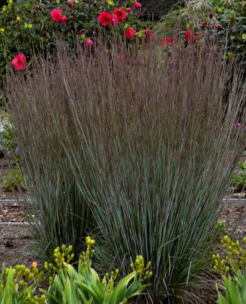 Little Bluestem Blue Paradise Grass 1 gal