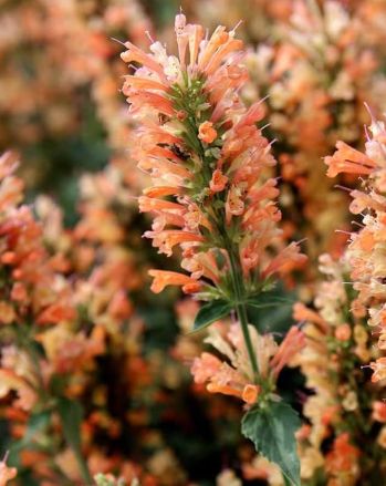 Agastache Peach Pearl 1 gal