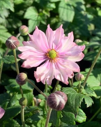 Anemone Pocahontas 1 gal
