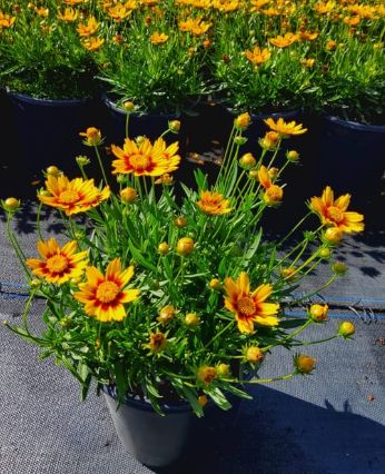 Coreopsis Li&#39;l Bang Daybreak 1 gal