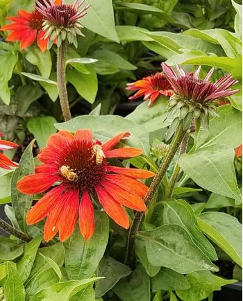Echinacea Sombrero Sangrita 1 gal