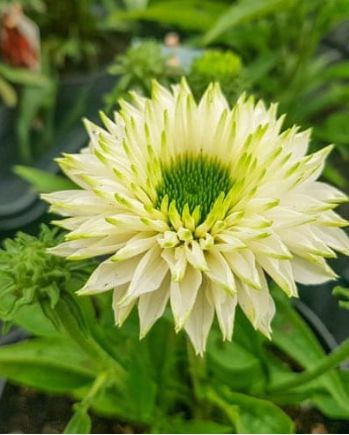 Echinacea Sunseekers Wht Perfection 1 gal