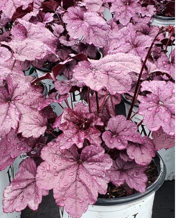 Huechera Dolce Wildberry 1 gal
