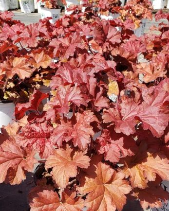 Heuchera Mahogany Monster 1 gal