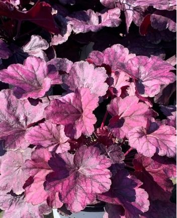 Heuchera Wild Rose 1 gal