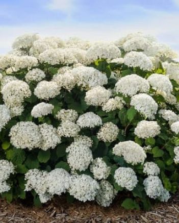 Hydrangea Flowerfull 2 gal