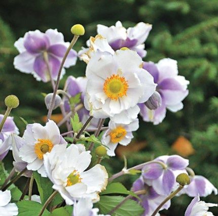 Anemone Dreaming Swan 1 gal