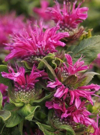 Monarda Bee Merry 1 gal
