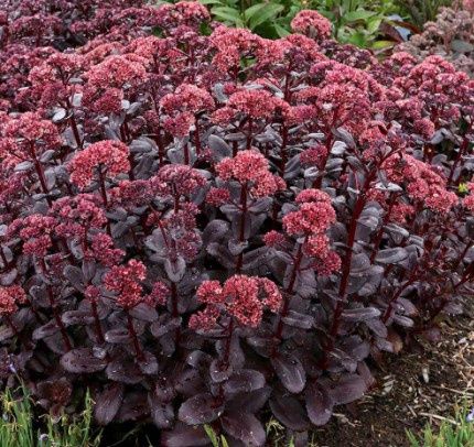 Sedum Touchdown teak 1 gal