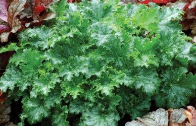 Heuchera Apple Crisp 4&quot;
