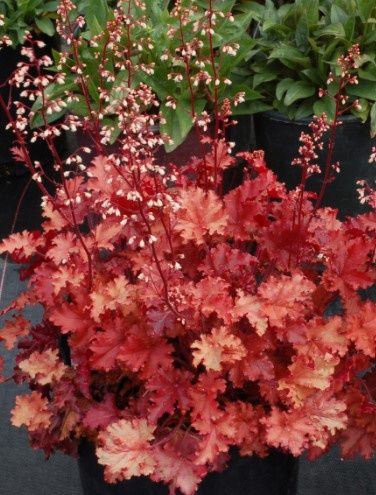 Heuchera Peach crisp 4&quot;
