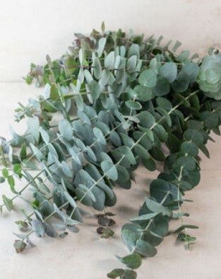 Eucalyptus Baby Blue 6&quot;