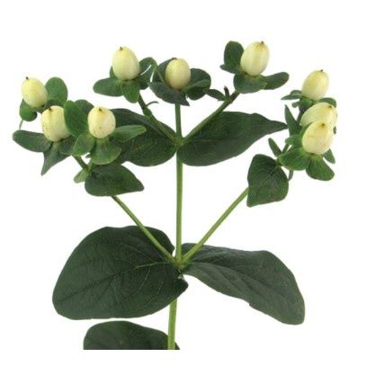 Hypericum Champange Qt