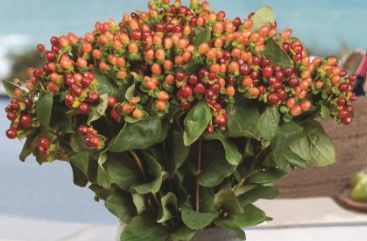 Hypericum Globo Coral Qt