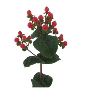 Hypericum Globo Punch Qt