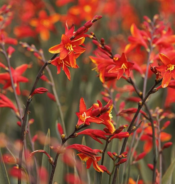 Crocosmia Dark Fire 2 gal