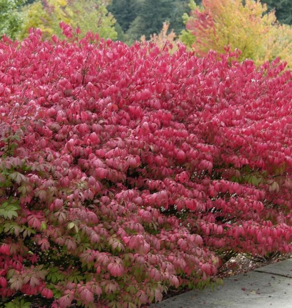 Burning Bush Dwf 2 gal